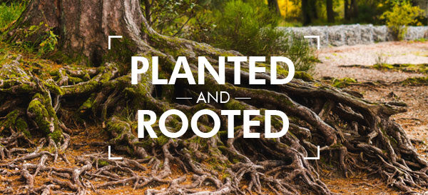 Planted and Rooted, Daniel Ndlovu – Harvest City Church Leicester